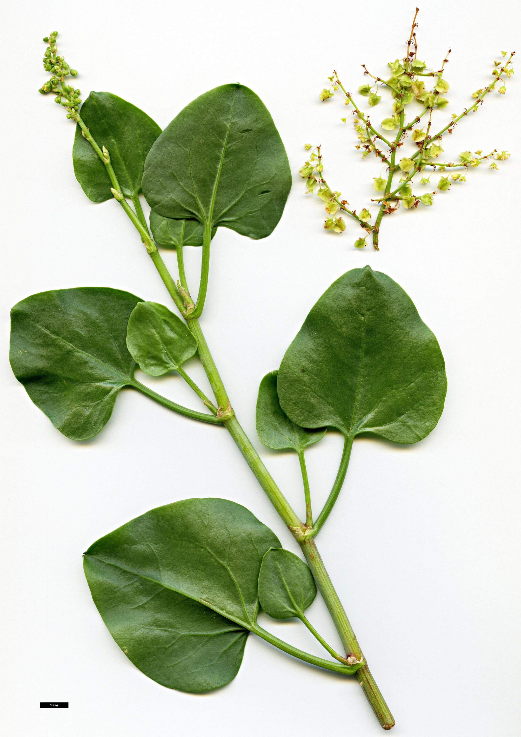 High resolution image: Family: Polygonaceae - Genus: Rumex - Taxon: lunaria